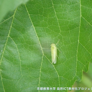 s-ID14