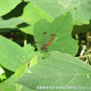 s-IMG 1417