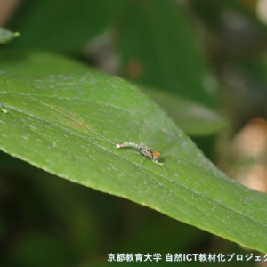 s-P5230015