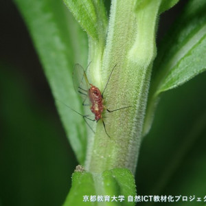 s-P5310026
