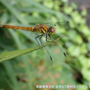 s-P7290045