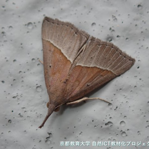 s-P7300011