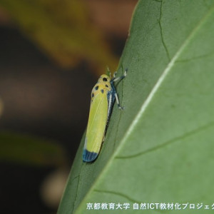 s-PB300025