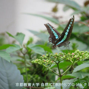 s-IMG 0380 0