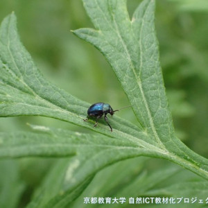 s-P6260053