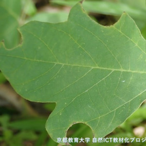 s-P9251233