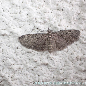 s-PA190019